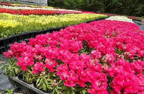 色とりどりの花苗が並ぶガーデン四季の生産風景