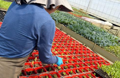 ハウス内で苗の手入れをする生産風景