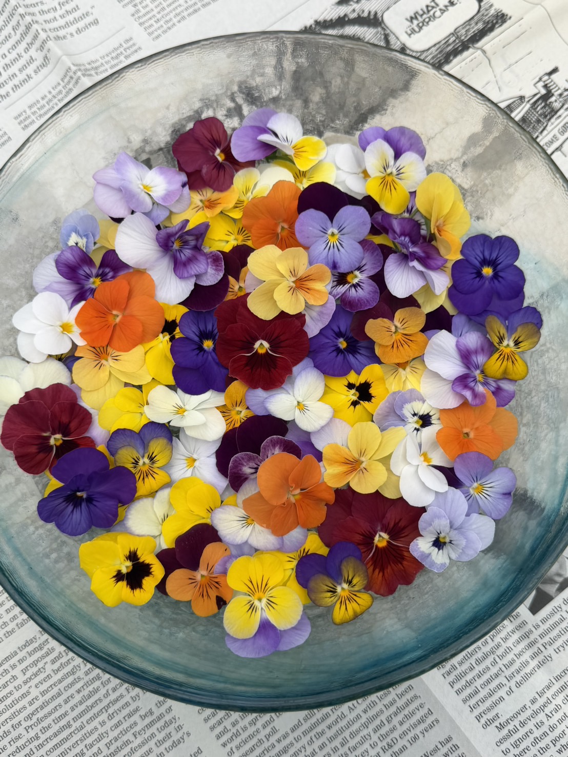 ガラスボウルに色鮮やかに敷き詰められたビオラの花々